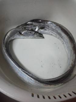 ４・５年ぶりにの太刀魚釣りに紀ノ川河口へ釣…