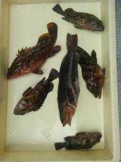 旧の赤灯台　シラサの浮き釣りでアイナメ30…