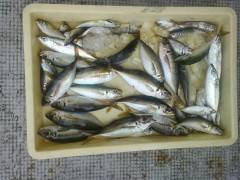岸和田一文字　飛ばし浮きサビキでアジの釣果…