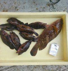 旧の白灯台・旧の赤灯台で良型アコウが出ています