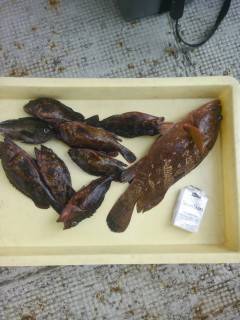 旧の白灯台・旧の赤灯台で良型アコウが出ています