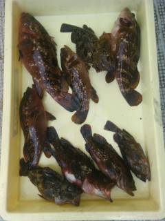 旧の白灯台・旧の赤灯台で良型アコウが出てい…