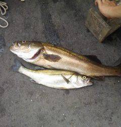 旧の白灯台・沖の白灯台で良型スズキの釣果あり