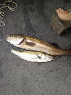 旧の白灯台・沖の白灯台で良型スズキの釣果あ…