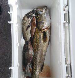 旧の白灯台・沖の白灯台で良型スズキの釣果あり