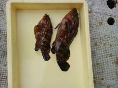 しらさの浮き釣りで根魚釣り　旧の赤灯台