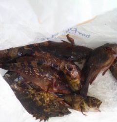 しらさの浮き釣りで根魚釣り　旧の赤灯台