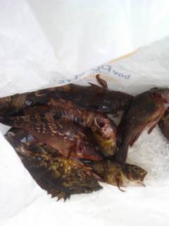 しらさの浮き釣りで根魚釣り　旧の赤灯台