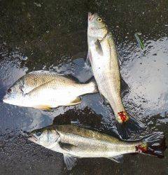 岸和田中波止でハネ＆キビレ