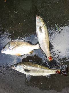 岸和田中波止でハネ＆キビレ