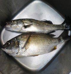 岸和田中波止でハネ＆キビレ