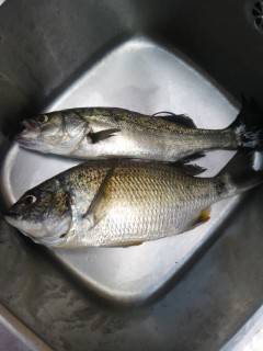 岸和田中波止でハネ＆キビレ