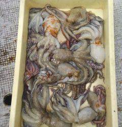 岸和田一文字　タコの好釣果出てますよ☆