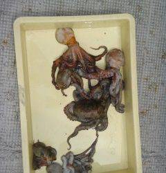 岸和田一文字　タコの好釣果出てますよ☆