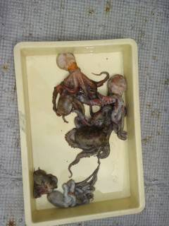 岸和田一文字　タコの好釣果出てますよ☆