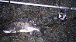 栖原漁港近くの地磯で夜釣り　フカセでチヌ2枚