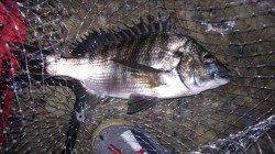 栖原漁港近くの地磯で夜釣り　フカセでチヌ2枚