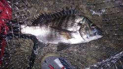 栖原漁港近くの地磯で夜釣り　フカセでチヌ2…