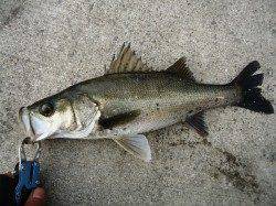 高砂埋立地　久々のデイゲームでシーバス狙い