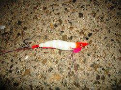 貝塚周辺にて今年初のタコ釣り、ライトタックルが楽しいよ