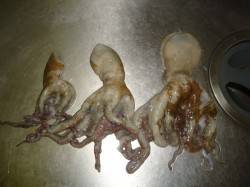 貝塚周辺にて今年初のタコ釣り、ライトタック…