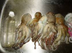 貝塚タコ高活性〜気軽にできて食べて美味しい…