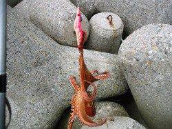 貝塚オクトパッシング、タコゲー楽し！