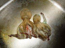 貝塚タコゲー今日も行ってきました！ 岸際で好反応