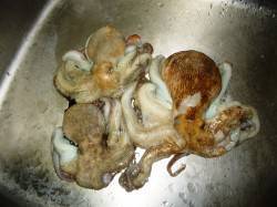 貝塚タコゲーム　1時間半で3杯GET！