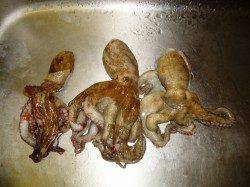 貝塚タコゲー行ってきました〜タコの他まさかのオコゼがヒット