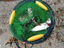 和歌山北港魚つり公園　アジ・サバ・アイゴ・ウマヅラ