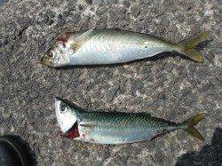 和歌山北港魚つり公園　アジ・サバ・アイゴ・ウマヅラ