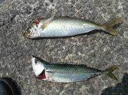 和歌山北港魚つり公園　アジ・サバ・アイゴ・…