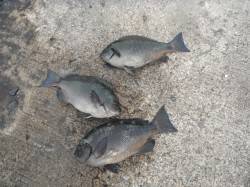 北港魚つり公園　カゴ釣りでグレ3枚　ほかチ…
