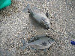 和歌山北港魚つり公園　雨の中のグレ釣果