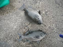 和歌山北港魚つり公園　雨の中のグレ釣果