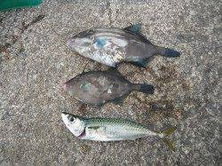 和歌山北港魚つり公園　ウマヅラ・サバの釣果