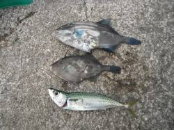 和歌山北港魚つり公園　ウマヅラ・サバの釣果…