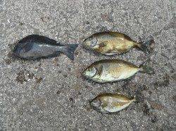 北港釣り公園　カゴ釣りでグレ・アイゴ・ウマヅラの釣果