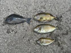 北港釣り公園　カゴ釣りでグレ・アイゴ・ウマ…