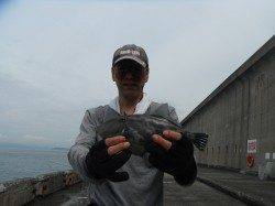 北港釣り公園　カゴ釣りでグレ・アイゴ・ウマヅラの釣果