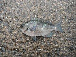 【7日】北港魚つり公園のグレ釣果