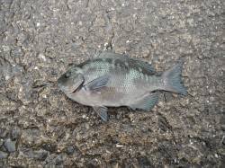 【7日】北港魚つり公園のグレ釣果