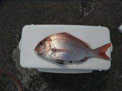 北港魚つり公園のカゴ釣りで良型マダイ&アジ