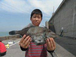 和歌山北港魚つり公園　ウマヅラハギ３４㎝！