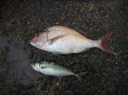 北港魚つり公園のカゴ釣りで良型マダイ&アジ