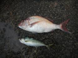 北港魚つり公園のカゴ釣りで良型マダイ&am…