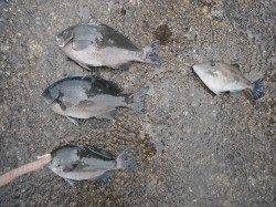 【14日】和歌山北港魚つり公園の魚種多彩な釣果