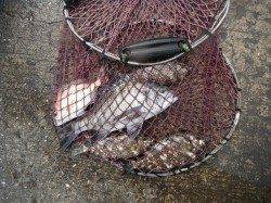 【15日】和歌山北港魚つり公園チヌ・グレ・アイゴなどの釣果
