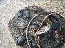 【15日】和歌山北港魚つり公園チヌ・グレ・アイゴなどの釣果
